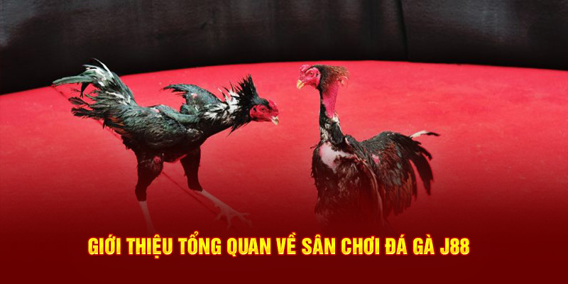 Giới thiệu tổng quan về sân chơi đá gà J88