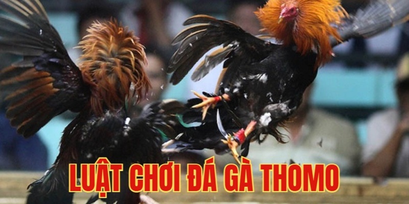 Luật cơ bản của bộ môn đá gà trực tiếp Thomo